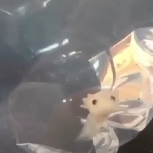 🫧 Стикер «Axolotl» для Telegram