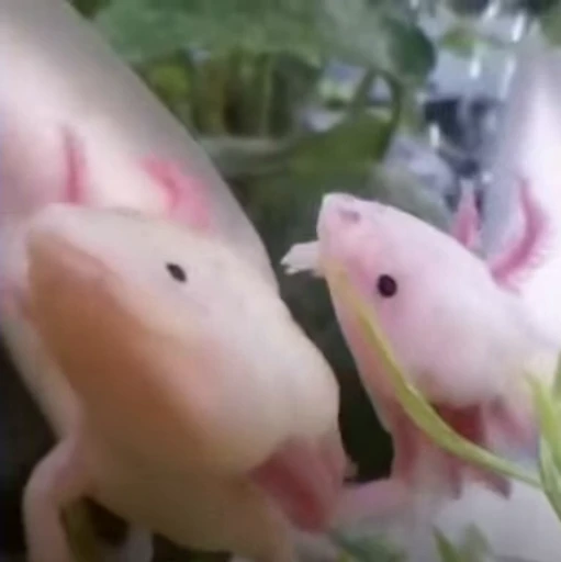 🫧 Стикер «Axolotl» для Telegram