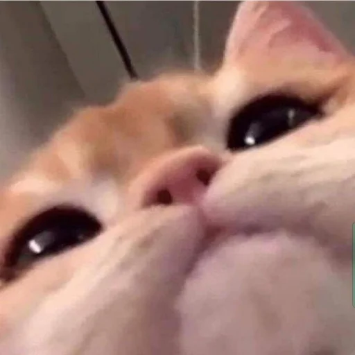 Стикерпак meong для Telegram — скачать