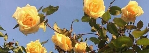 ⛱ Стикер «استیکرساز» для Telegram