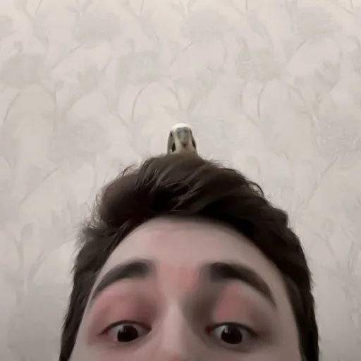 🧷 Стикер «-ˋˏ ˌ fuwuchi» для Telegram