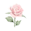 🌟 Эмодзи «Pinkie #status #color #pink #girl» для Telegram