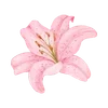 🌟 Эмодзи «Pinkie #status #color #pink #girl» для Telegram