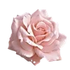 🌟 Эмодзи «Pinkie #status #color #pink #girl» для Telegram