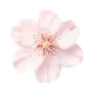 🌟 Эмодзи «Pinkie #status #color #pink #girl» для Telegram