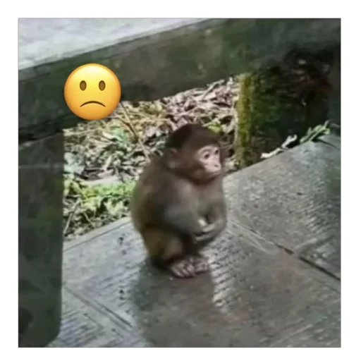 🙁 Стикер «бабизянки» для Telegram