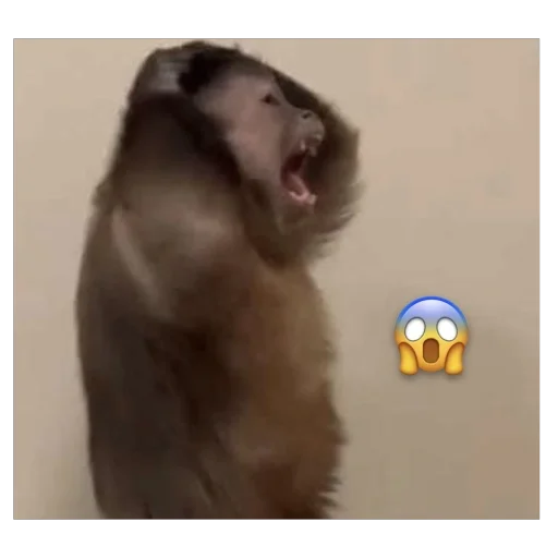 🫥 Стикер «бабизянки» для Telegram