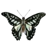 🦋 Эмодзи «Бабочки И Цветы» для Telegram