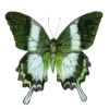 🦋 Эмодзи «Бабочки И Цветы» для Telegram