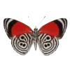 🦋 Эмодзи «Бабочки И Цветы» для Telegram
