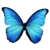 🦋 Эмодзи «Бабочки И Цветы» для Telegram