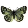 🦋 Эмодзи «Бабочки И Цветы» для Telegram