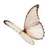 🦋 Эмодзи «Бабочки И Цветы» для Telegram