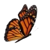 🦋 Эмодзи «Бабочки И Цветы» для Telegram