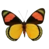 🦋 Эмодзи «Бабочки И Цветы» для Telegram