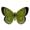 🦋 Эмодзи «Бабочки И Цветы» для Telegram