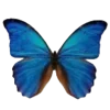 🦋 Эмодзи «Бабочки И Цветы» для Telegram