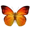 🦋 Эмодзи «Бабочки И Цветы» для Telegram
