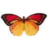 🦋 Эмодзи «Бабочки И Цветы» для Telegram