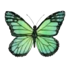 🦋 Эмодзи «Бабочки И Цветы» для Telegram