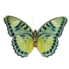 🦋 Эмодзи «Бабочки И Цветы» для Telegram