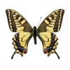 🦋 Эмодзи «Бабочки И Цветы» для Telegram