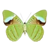 🦋 Эмодзи «Бабочки И Цветы» для Telegram