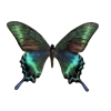 🦋 Эмодзи «Бабочки И Цветы» для Telegram