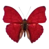 🦋 Эмодзи «Бабочки И Цветы» для Telegram