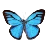 🦋 Эмодзи «Бабочки И Цветы» для Telegram