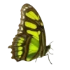 🦋 Эмодзи «Бабочки И Цветы» для Telegram