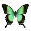 🦋 Эмодзи «Бабочки И Цветы» для Telegram