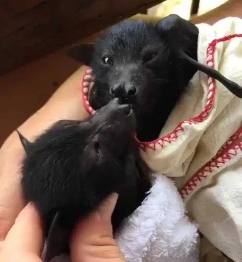 ❤️ Стикер «Bats» для Telegram