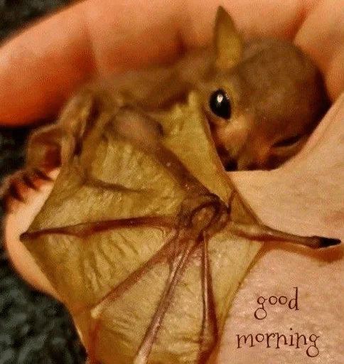 🌟 Стикер «Bats» для Telegram