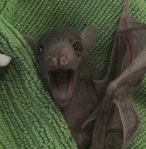 😲 Стикер «Bats» для Telegram