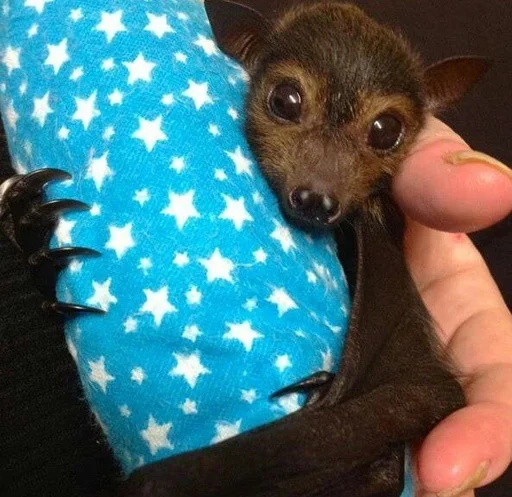 🫣 Стикер «Bats» для Telegram