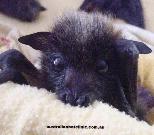 🥺 Стикер «Bats» для Telegram