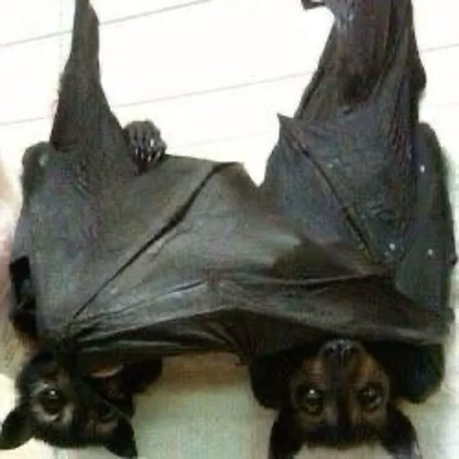 ❤️ Стикер «Bats» для Telegram