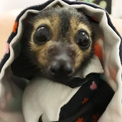 😢 Стикер «Bats» для Telegram