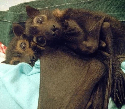 🧡 Стикер «Bats» для Telegram