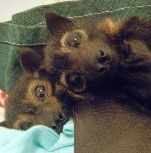 ❤️ Стикер «Bats» для Telegram