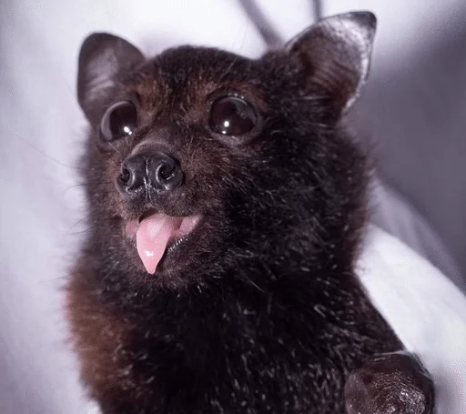 🦇 Стикер «Bats» для Telegram
