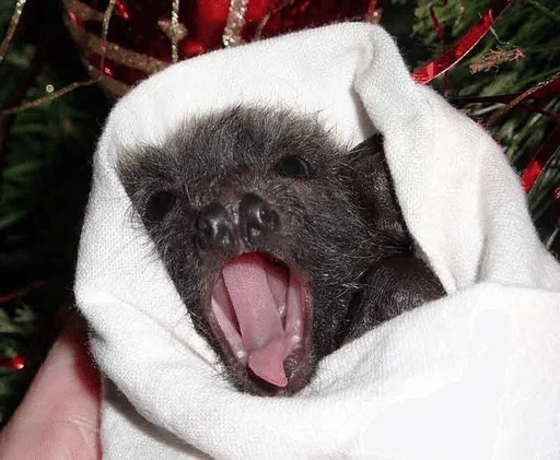 😪 Стикер «Bats» для Telegram