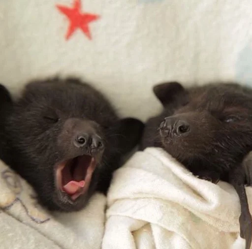 💤 Стикер «Bats» для Telegram