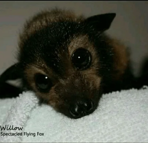 😕 Стикер «Bats» для Telegram