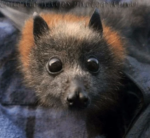 🌟 Стикер «Bats» для Telegram