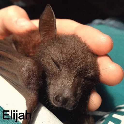 ☺️ Стикер «Bats» для Telegram
