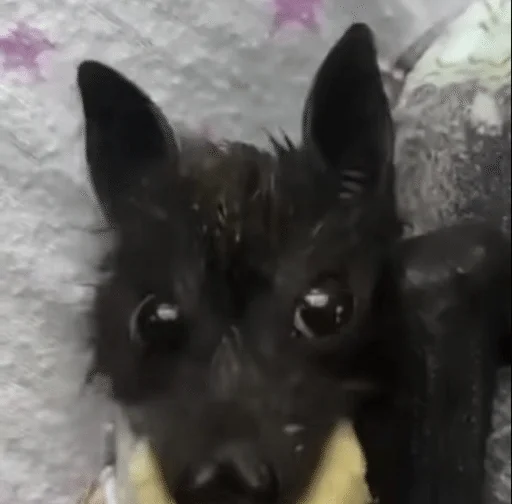 🦇 Стикер «Bats» для Telegram
