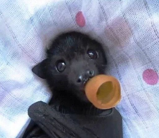 🥺 Стикер «Bats» для Telegram