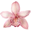 🌸 Эмодзи «» для Telegram